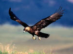 Free Flying Hawk